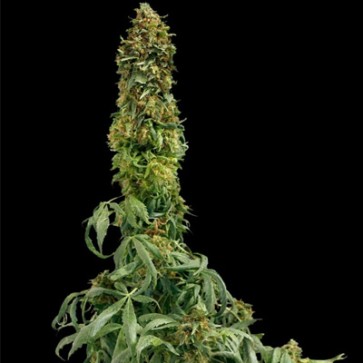 Насіння конопель Auto Sweet Tooth Feminised